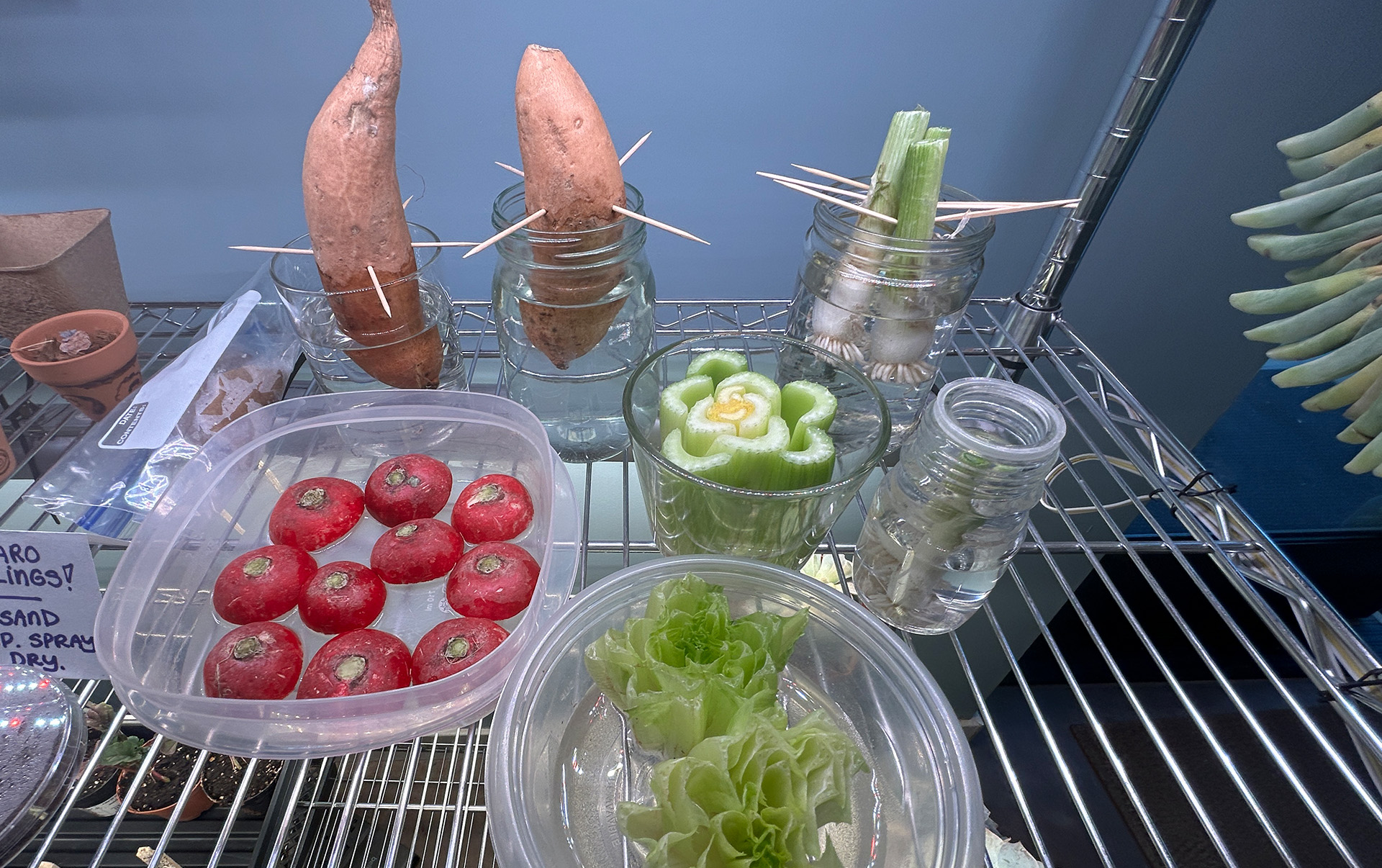 Grow a Kitchen Scrap Garden