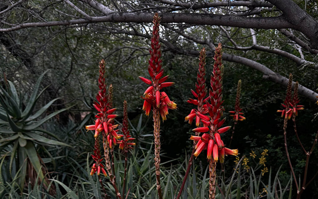 Four Aloe Species in Bloom During Winter