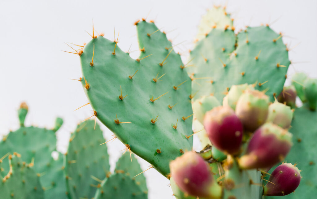 Heart-shaped Cactus at Desert Botanical Garden