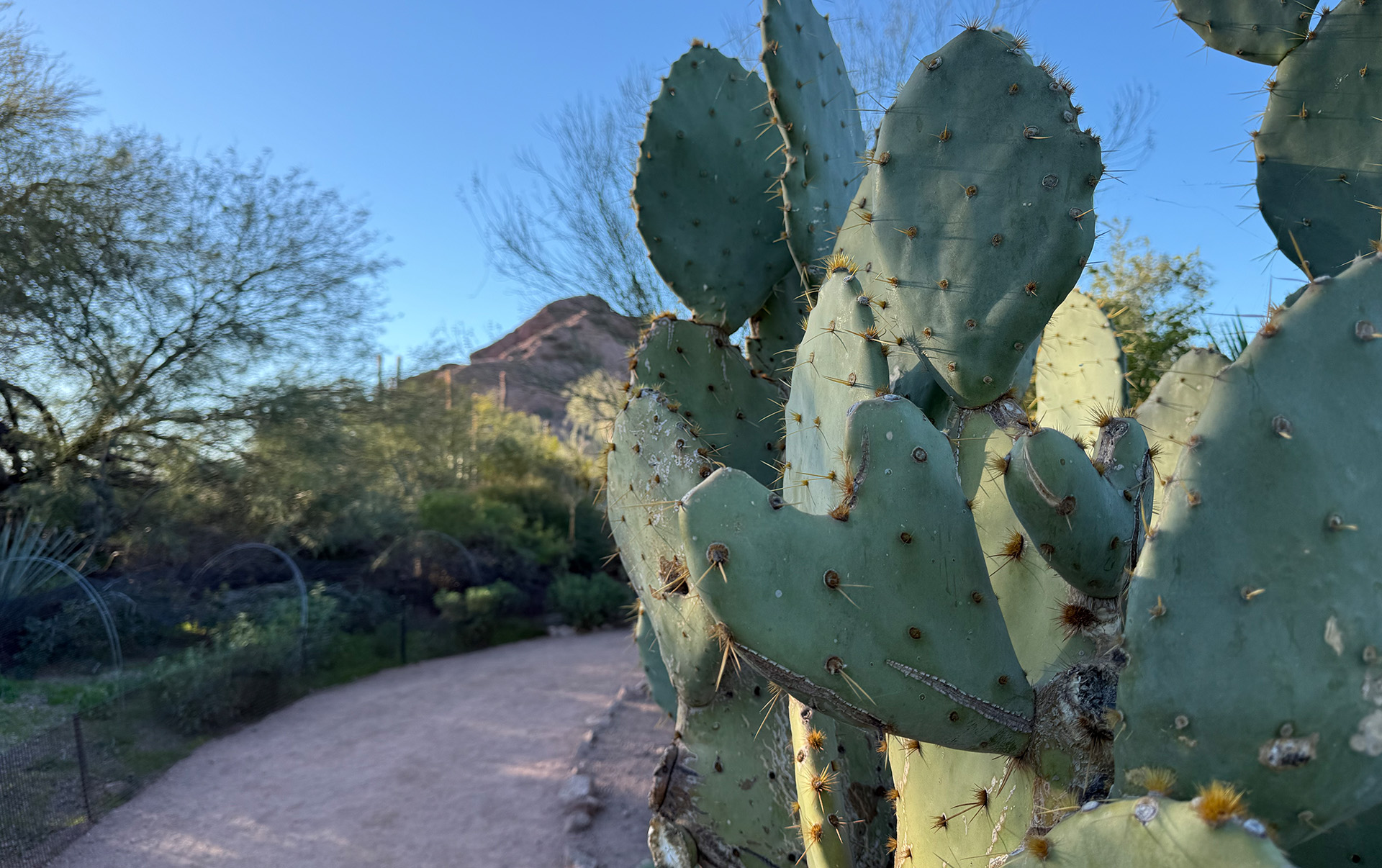 heart cactus wildflower