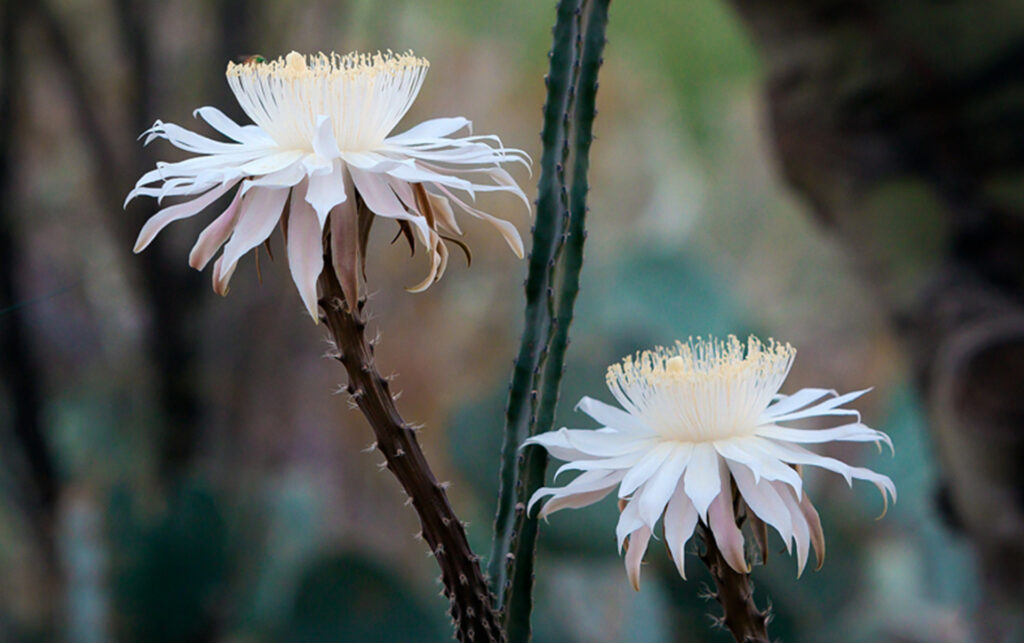 The Night-Blooming Beauty: Peniocereus marianus
