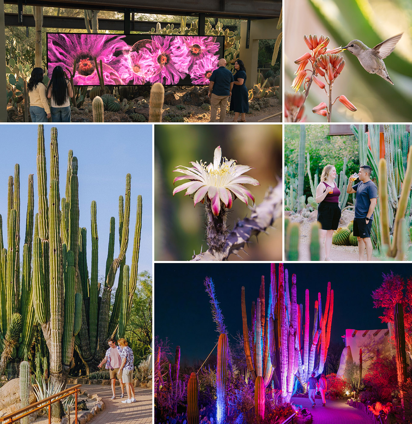 After Dark Feature Mobile_Collage