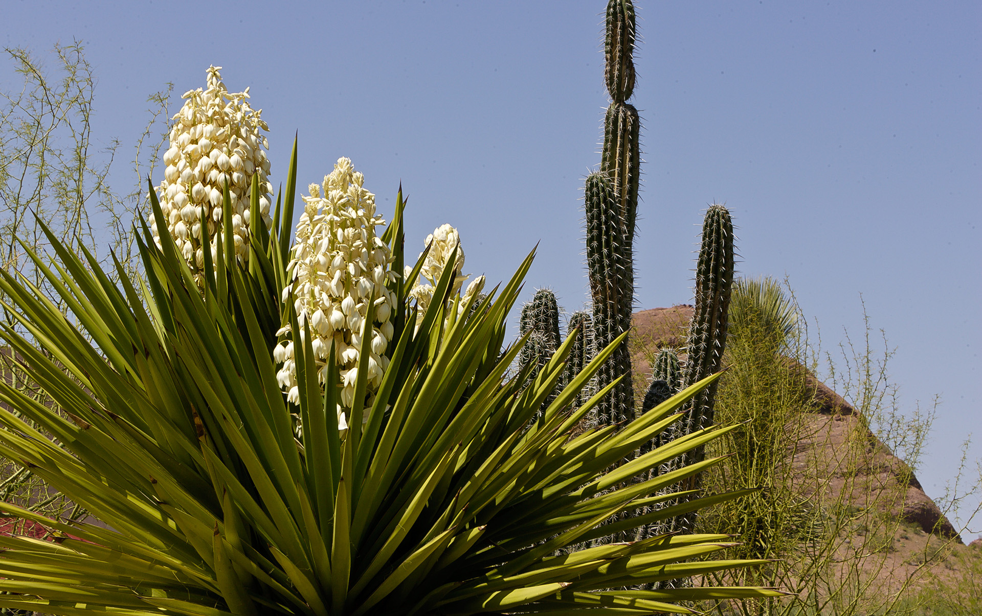 yucca bloom