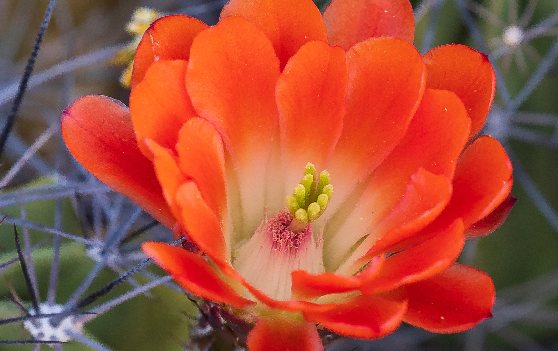 Meet Annual Members Meeting Speaker, Traveling Gardener Linda Larson