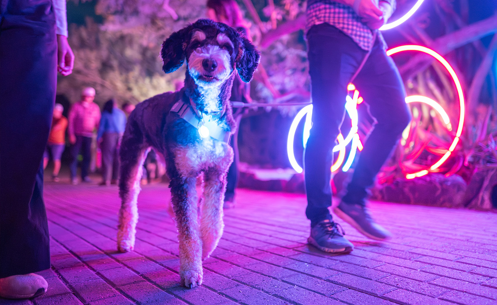 After Dark Feature Image 3