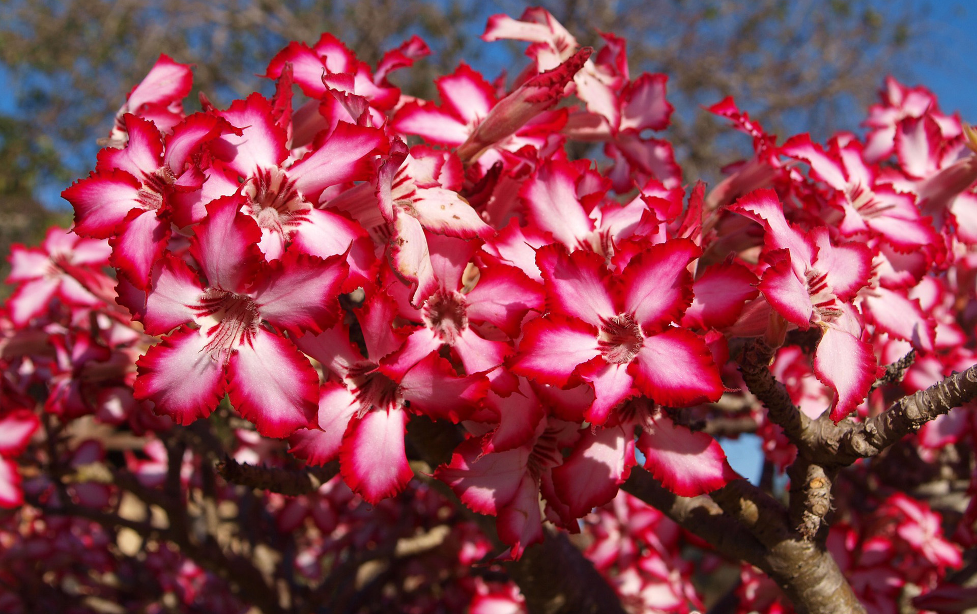 yucca bloom