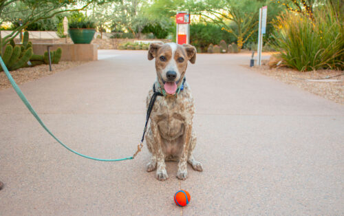 Girl Scouts at Looking at a Bug at Desert Botanical Garden