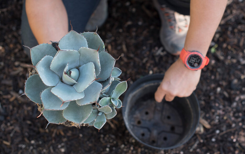 Six Tips To Care For Your Plants This Summer