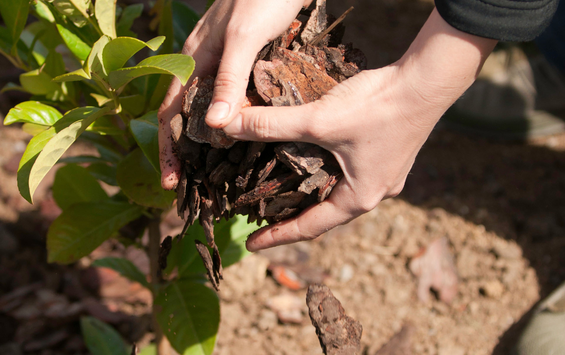 summer plant blog_0006_mulch