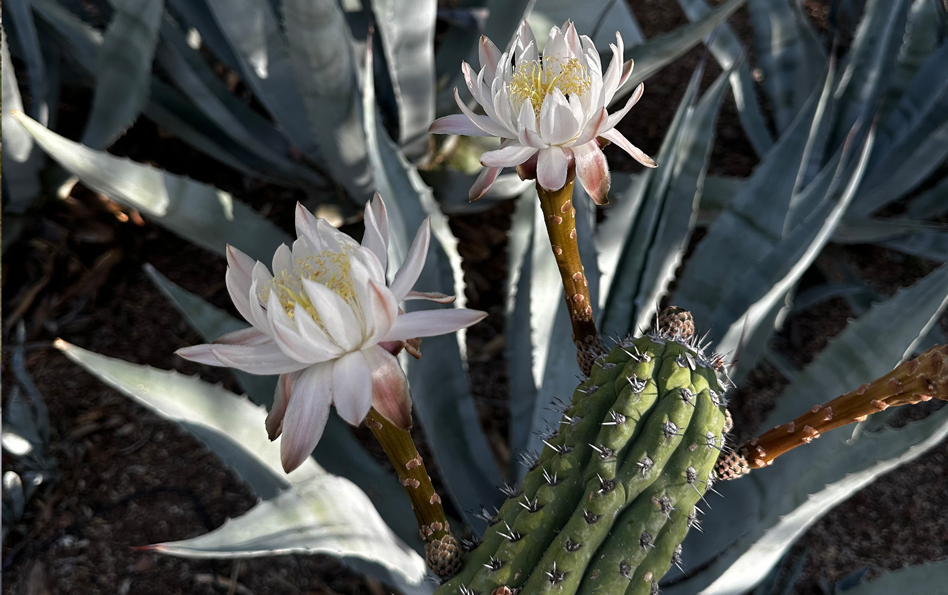 toothpick-cactus