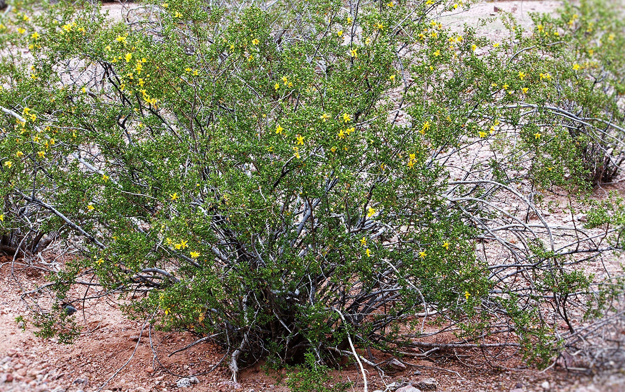 creosote