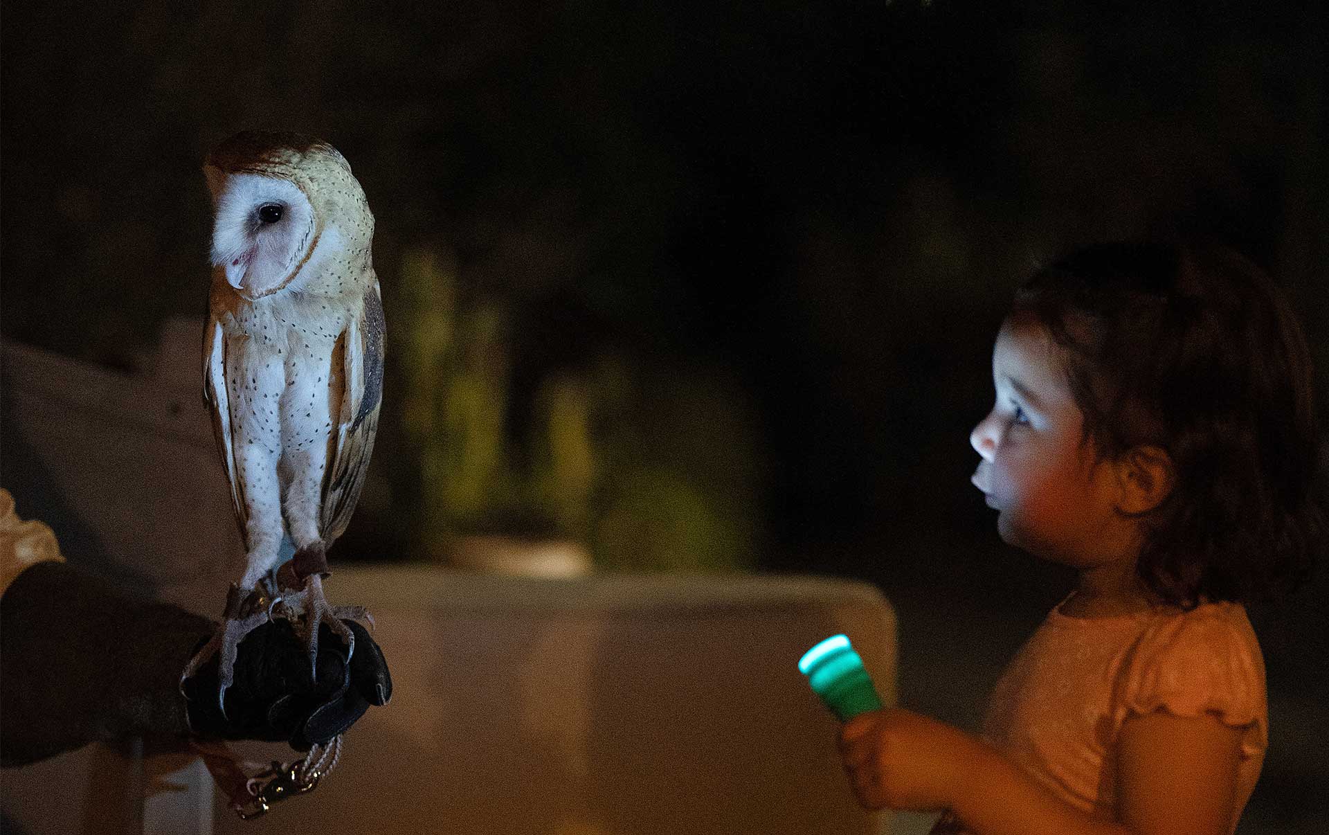 Flashlight Tours, Desert Botanical Garden