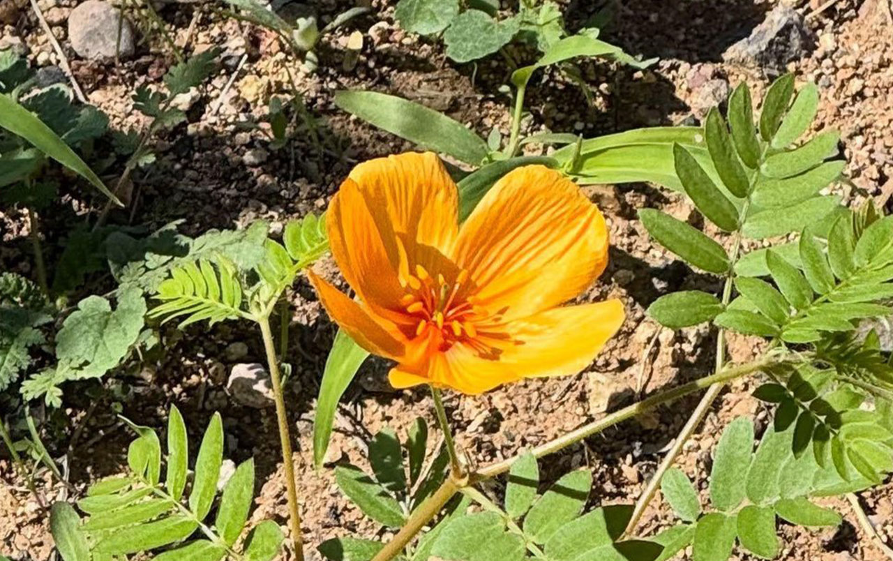 Poppy