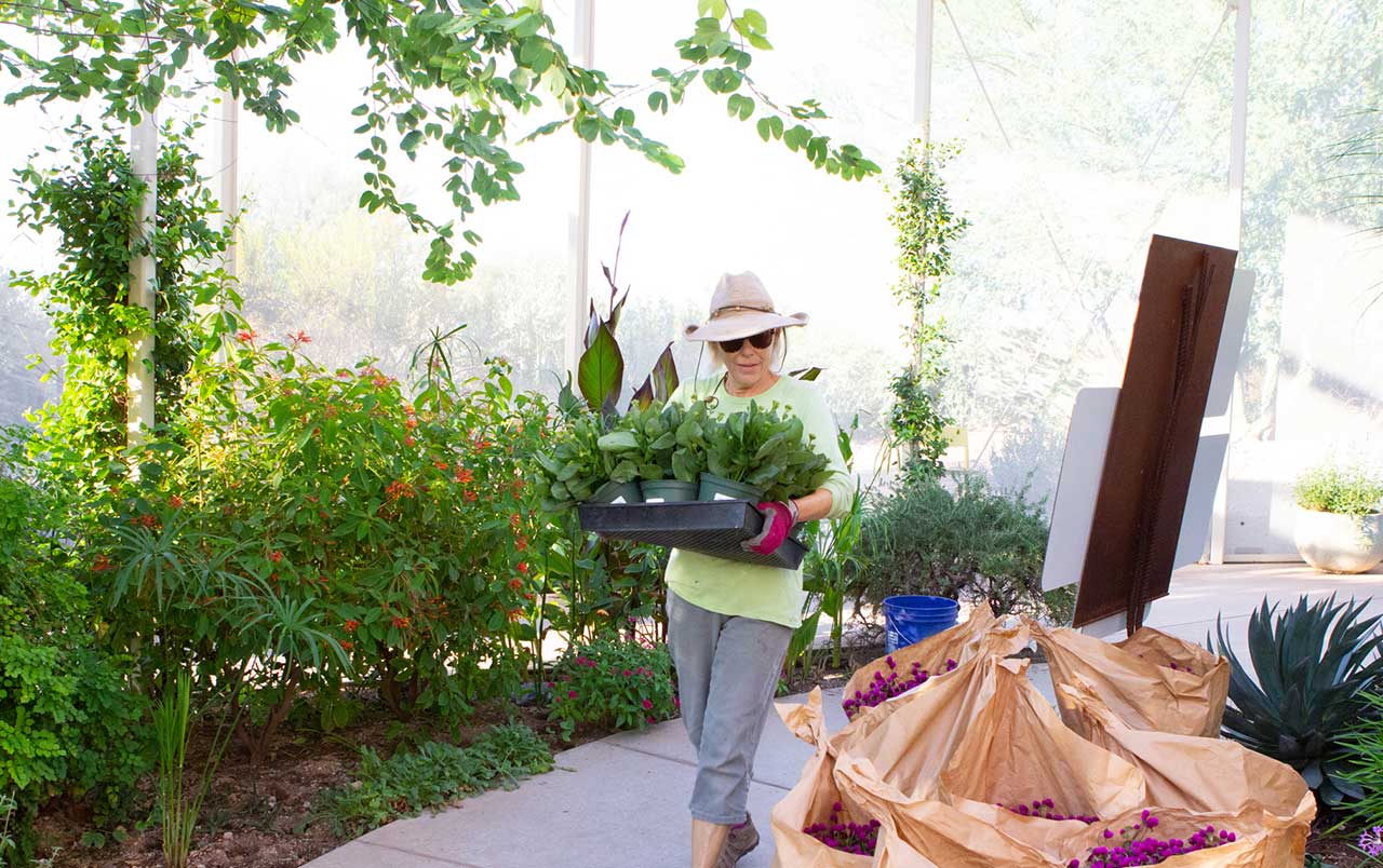 volunteer_plants