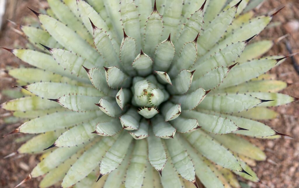 Math in Bloom Presents: Fibonacci Day
