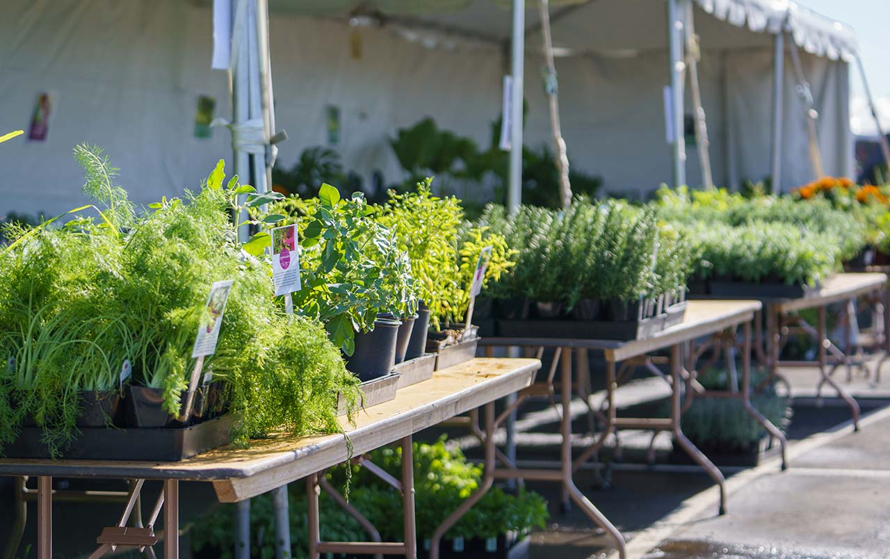 Plant Sale Guide