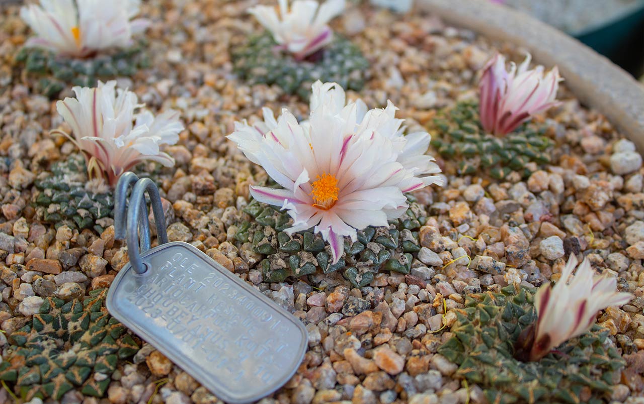 Super-Bloom-Launch-Greenhouse