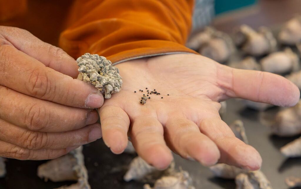Behind the Garden Trails: Science Protecting the Sonoran Desert