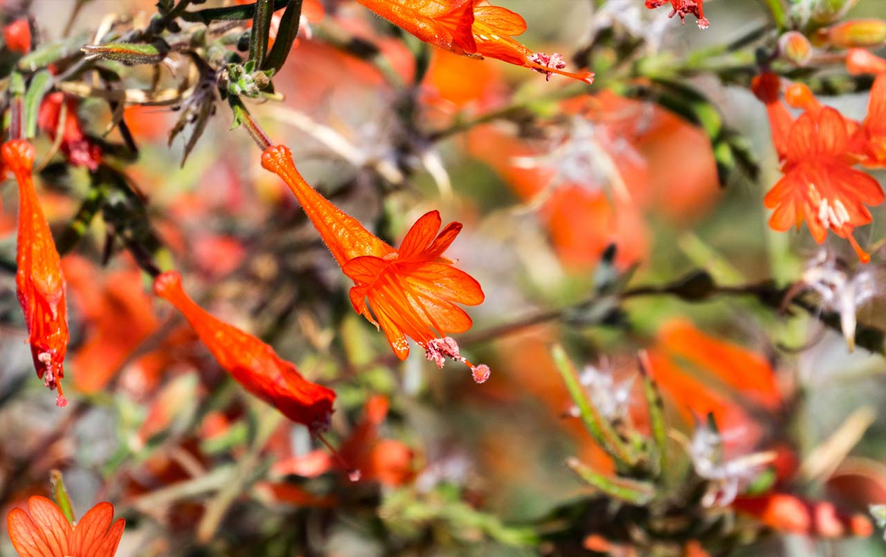 Flashlight Tours, Desert Botanical Garden