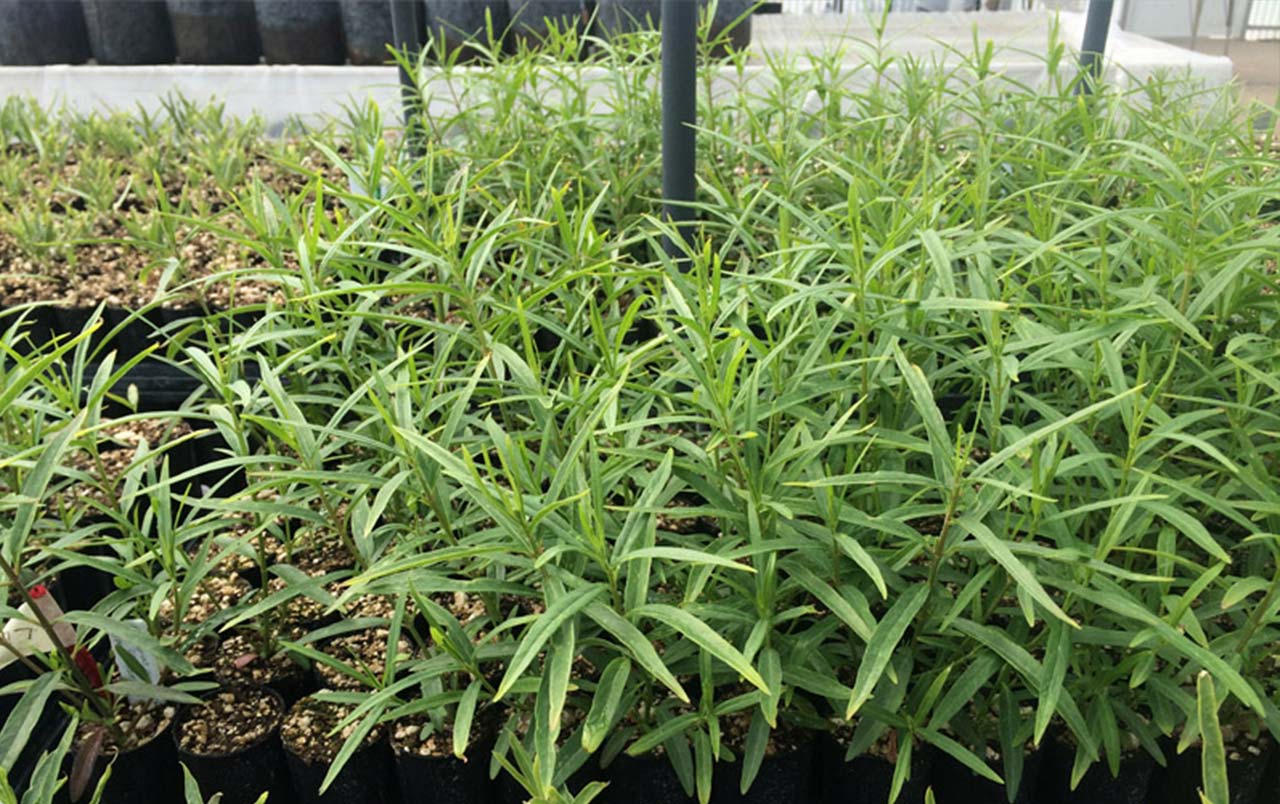Pollinator Plant Propagation