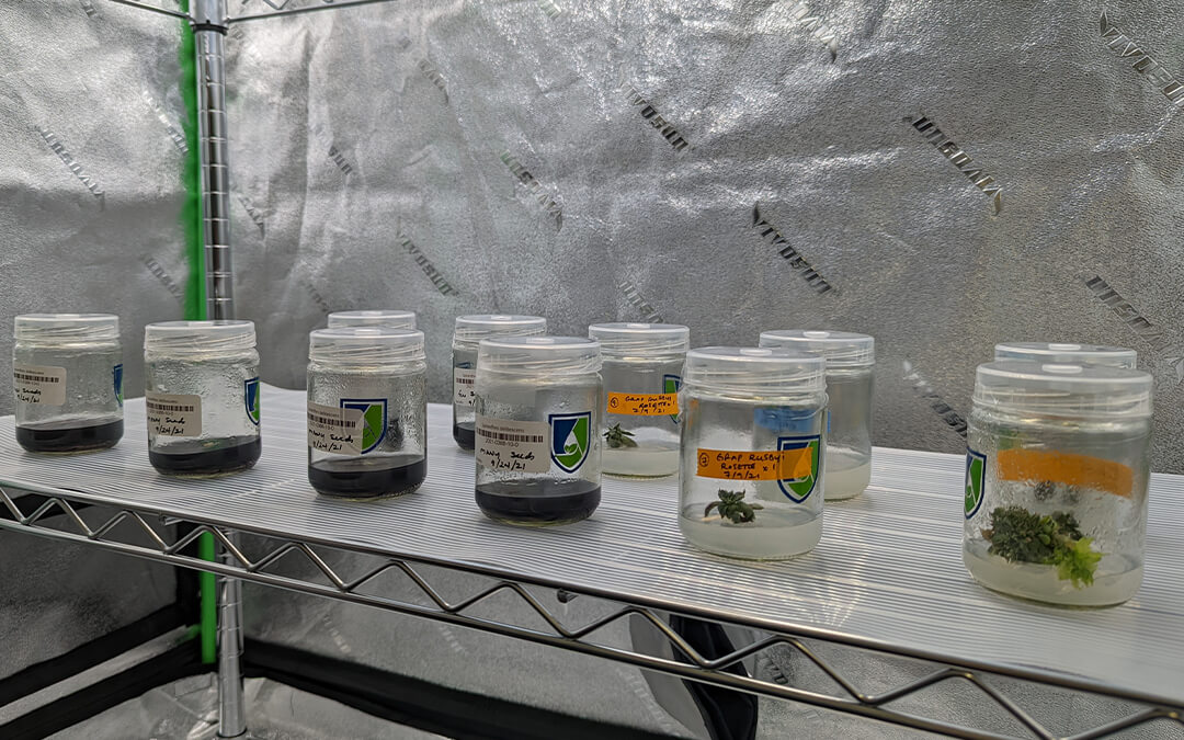 Research plants
