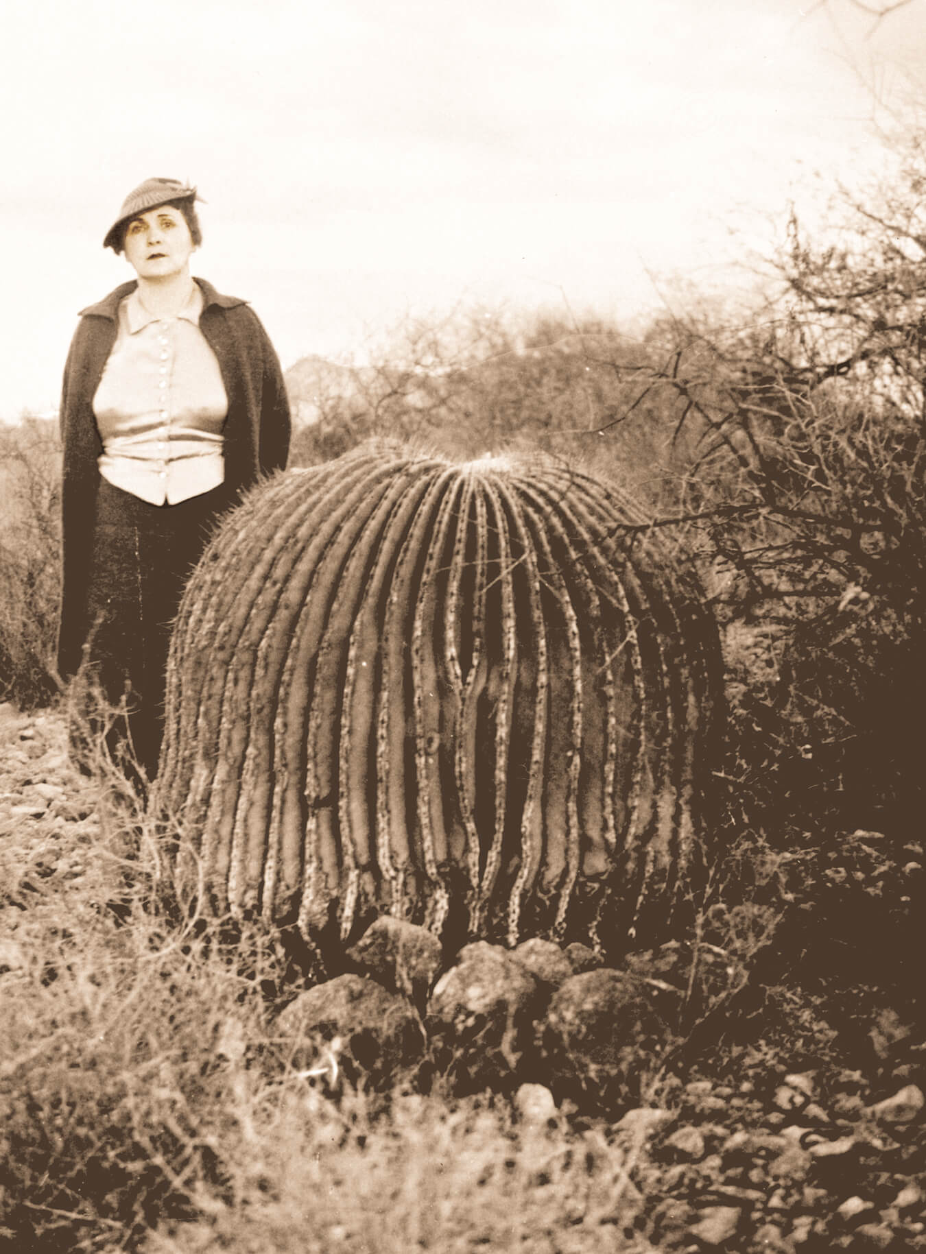 Gertrude cactus