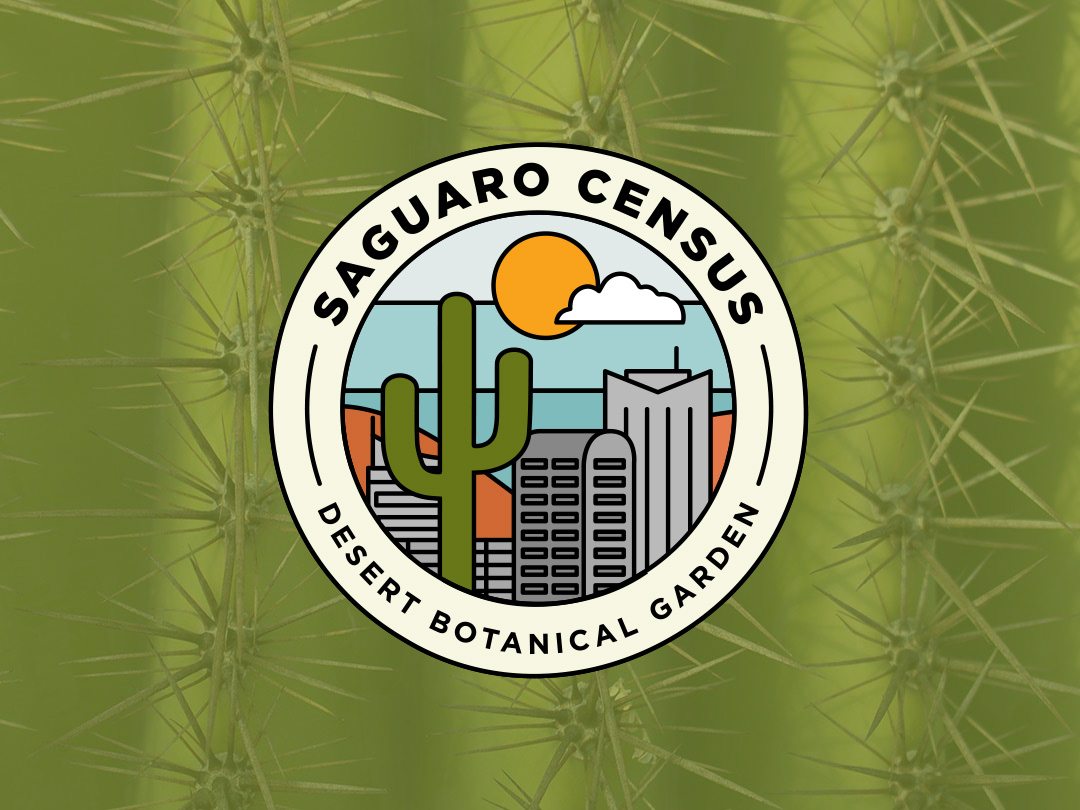 Saguaro
