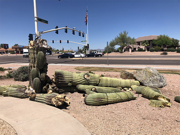 Saguaro