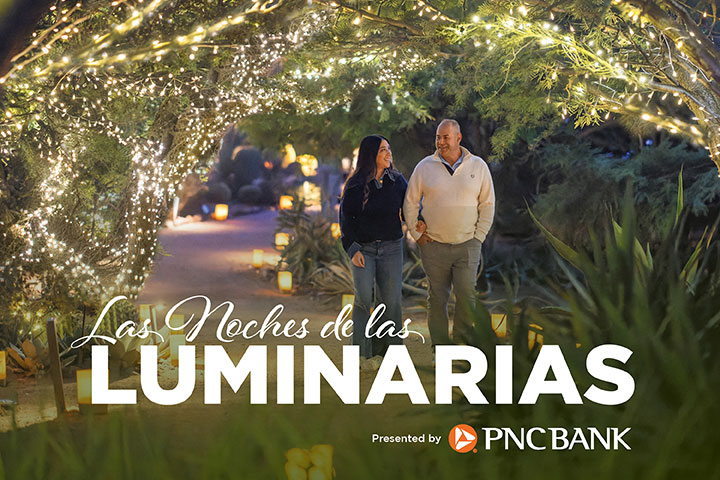 Las Noches de las Luminarias
