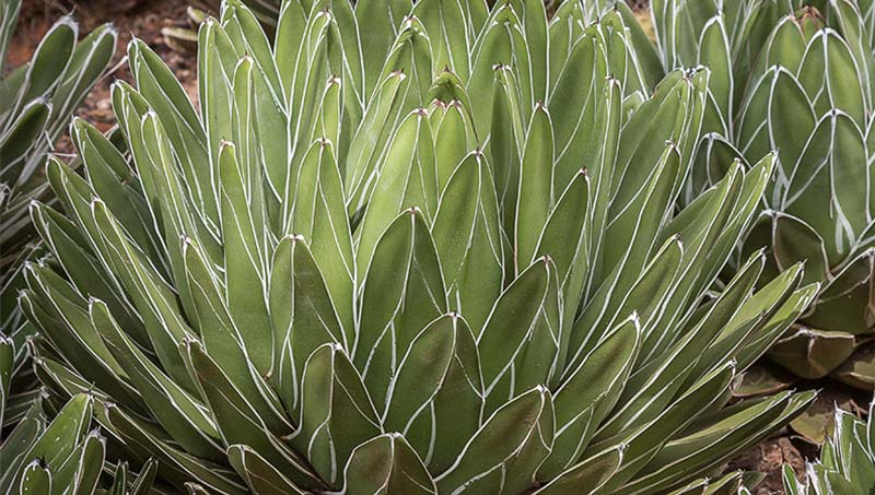 agave