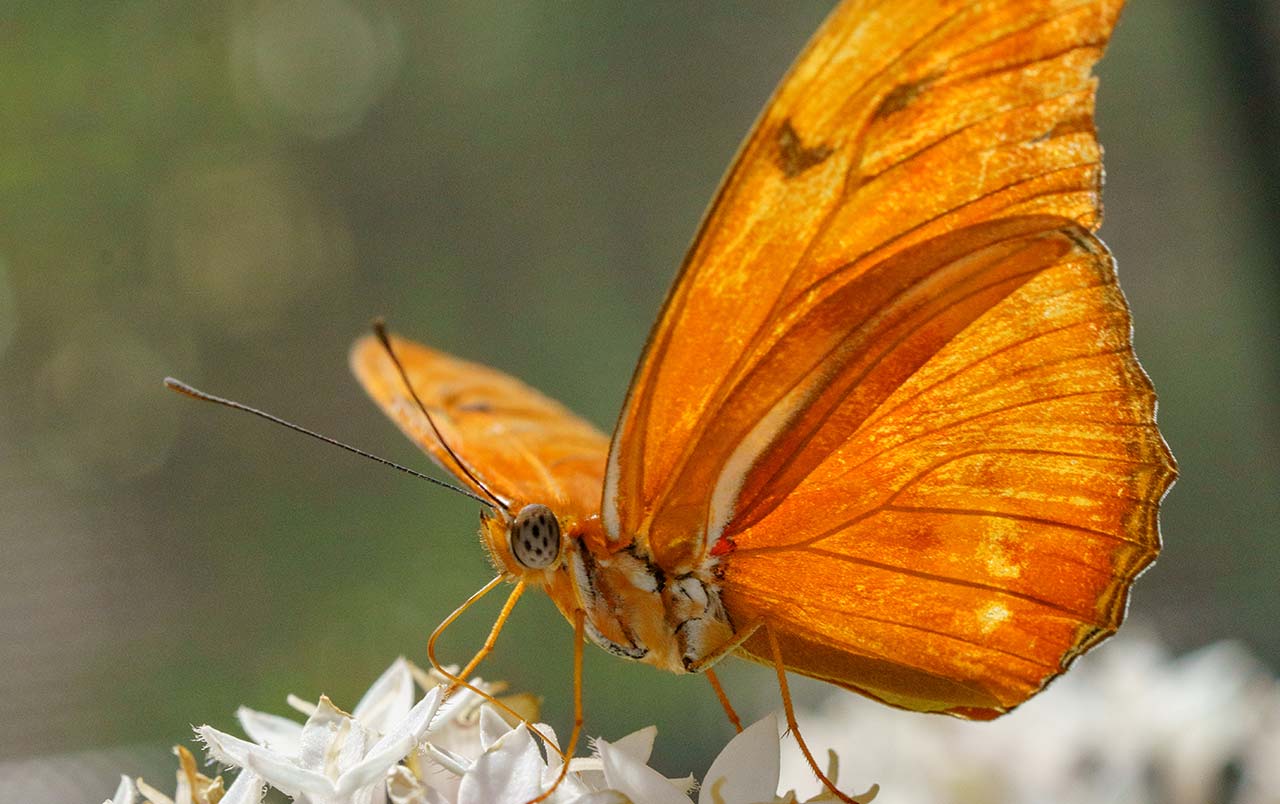 Fall Butterflies