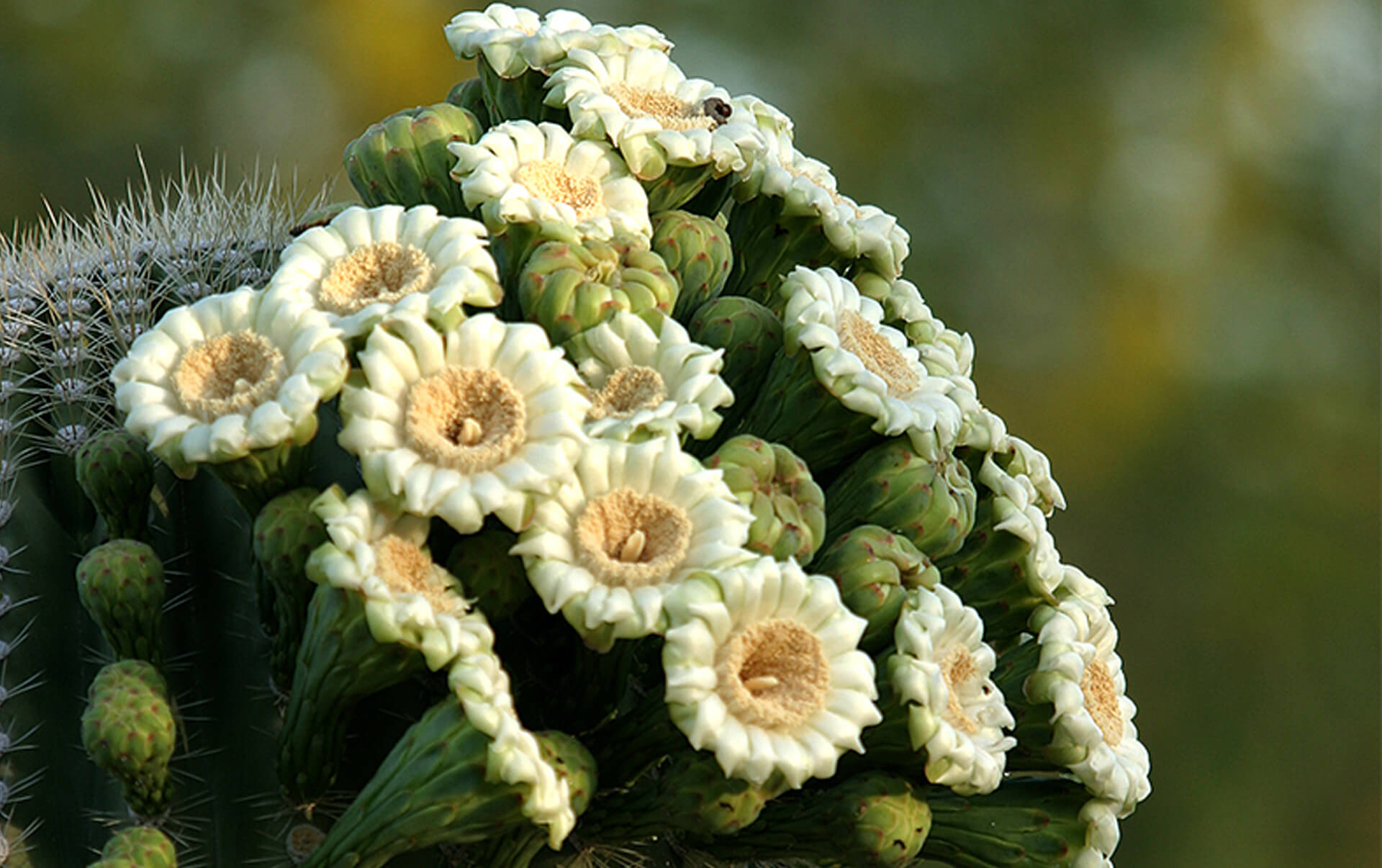 saguaro bloom