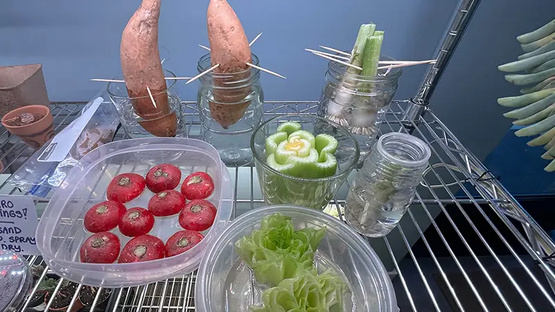 Grow a Kitchen Scrap Garden