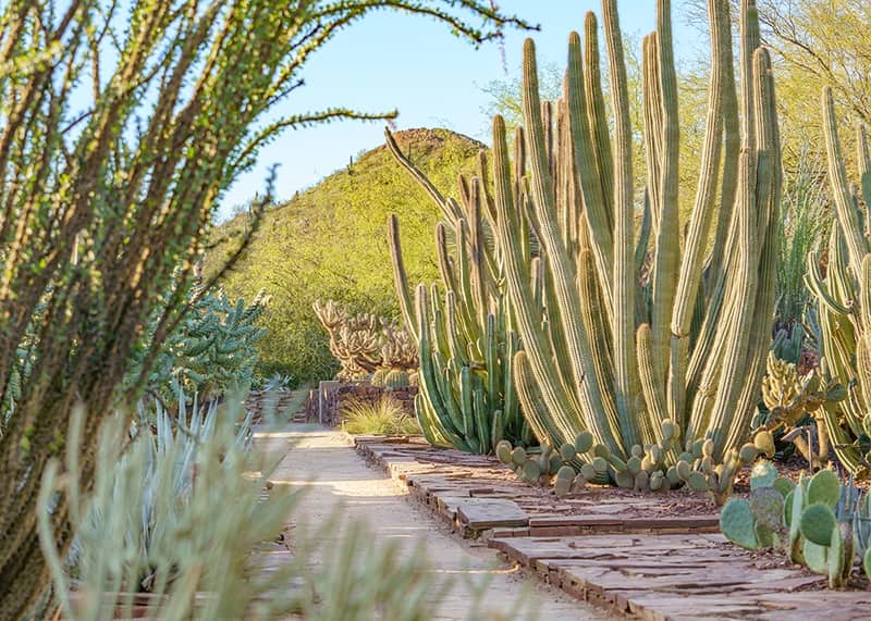Sunny desert garden path lined with tall columnar cacti, agave and succulents leading toward a mountain, creating a serene oasis.