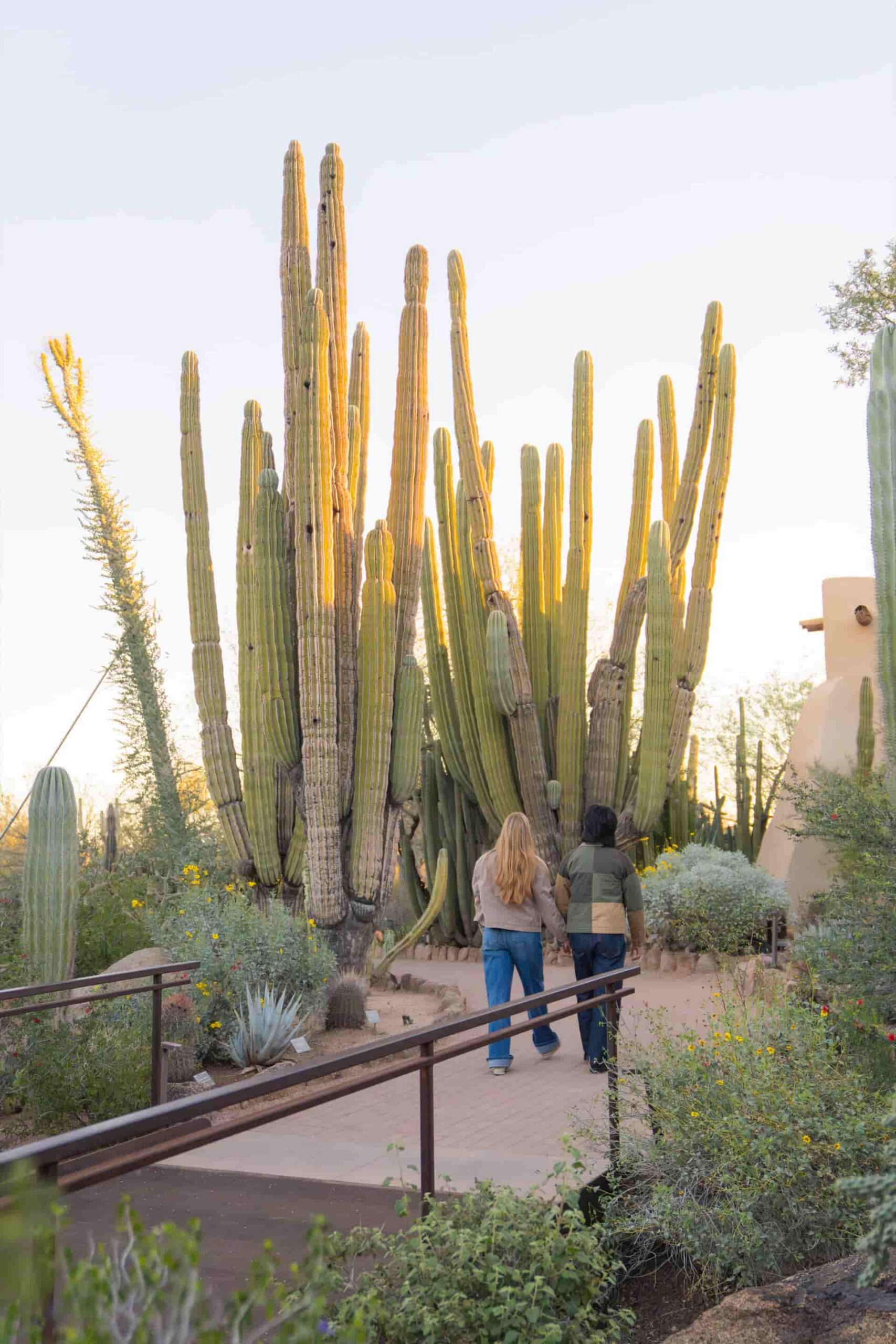 Two People Walking Past Organ Pipe Cacti