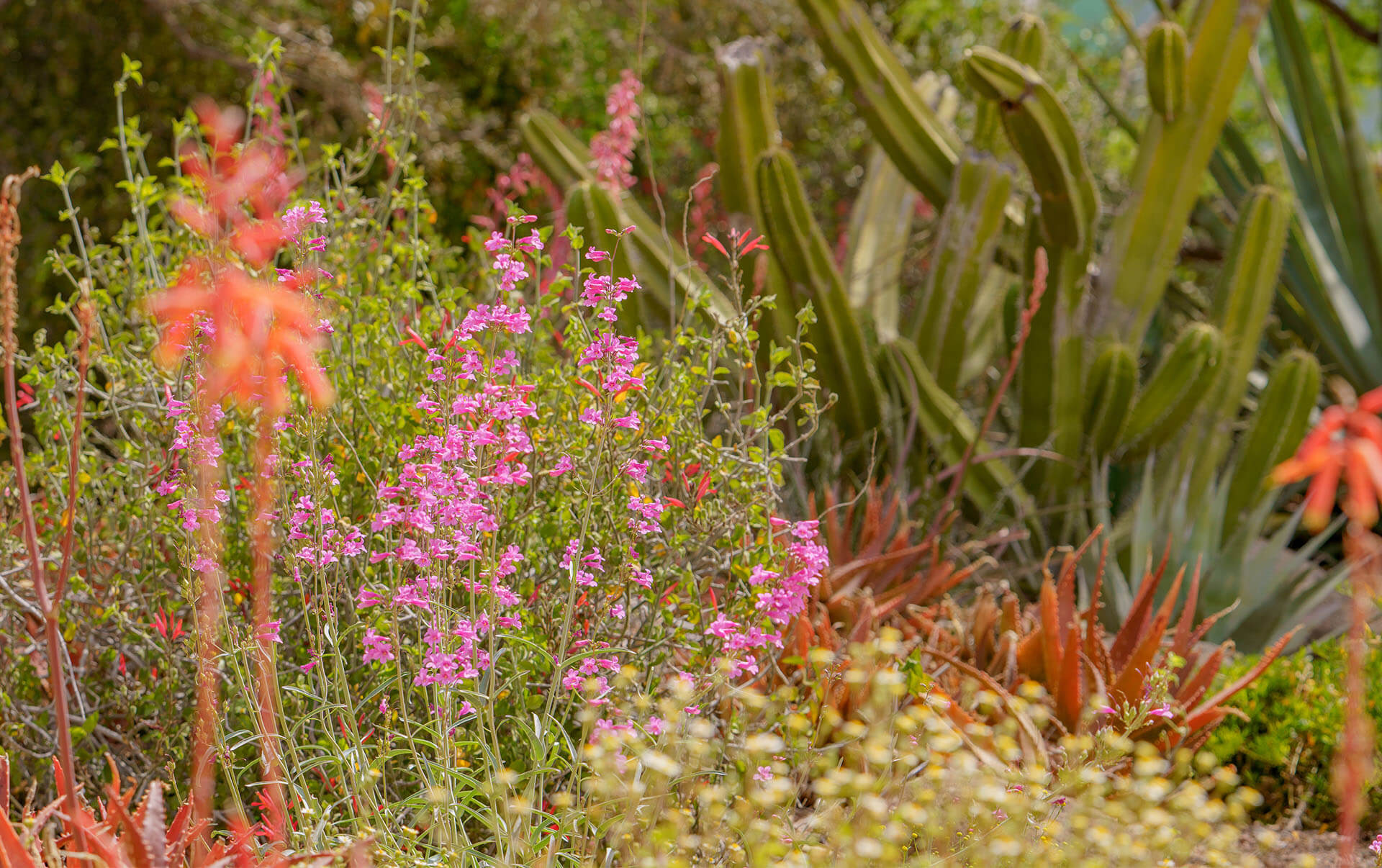 Wildflower