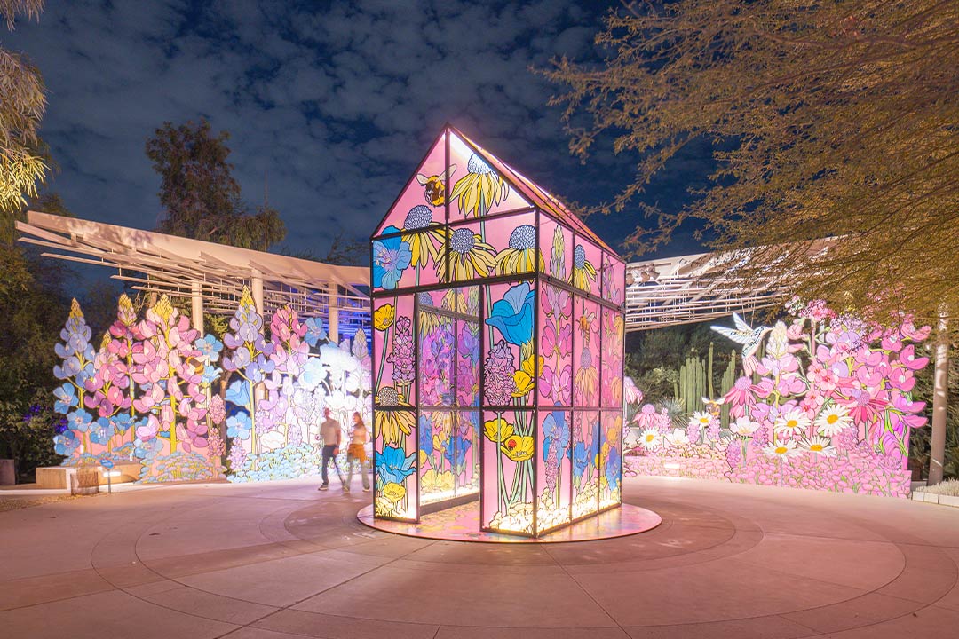 Super Bloom - Desert Botanical Garden