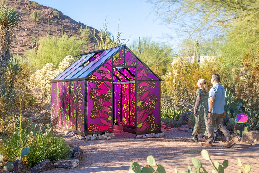 Super Bloom - Desert Botanical Garden